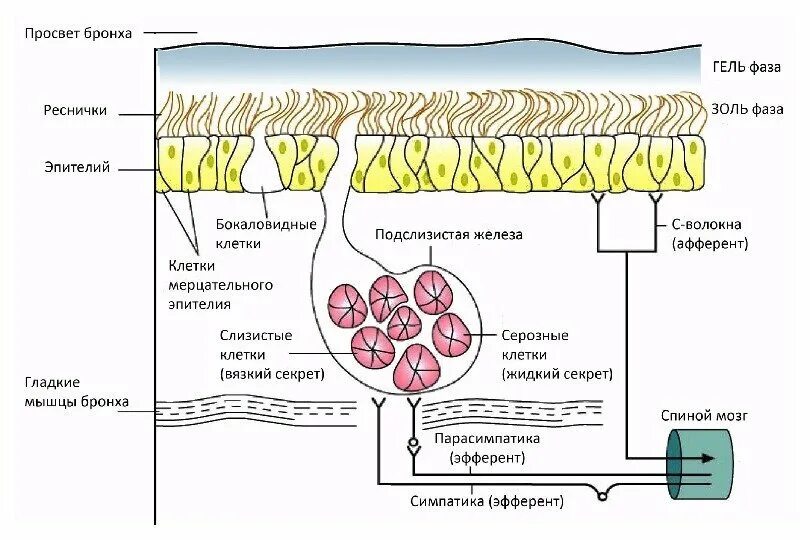 Реснитчатый эпителий дыхательных путей. Мерцательный эпителий в бронхе. Реснитчатый эпителий слизистой носа. Строение слизистой бронхов. Медицинский препарат проникает в клетки мерцательного