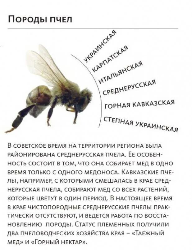 Различия пчел. Породы пчел в России названия. Как отличить породу пчел. Породы пчел таблица. Отличительные черты пород пчел.