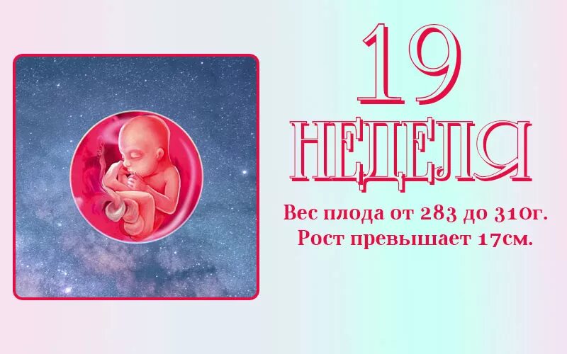 19 недель беременности размер плода. Размер ребенка на 19 неделе. Малыш на 19 неделе беременности. Какого размера ребенок в 19 недель беременности. Размер ребенка на 19 неделе беременности.