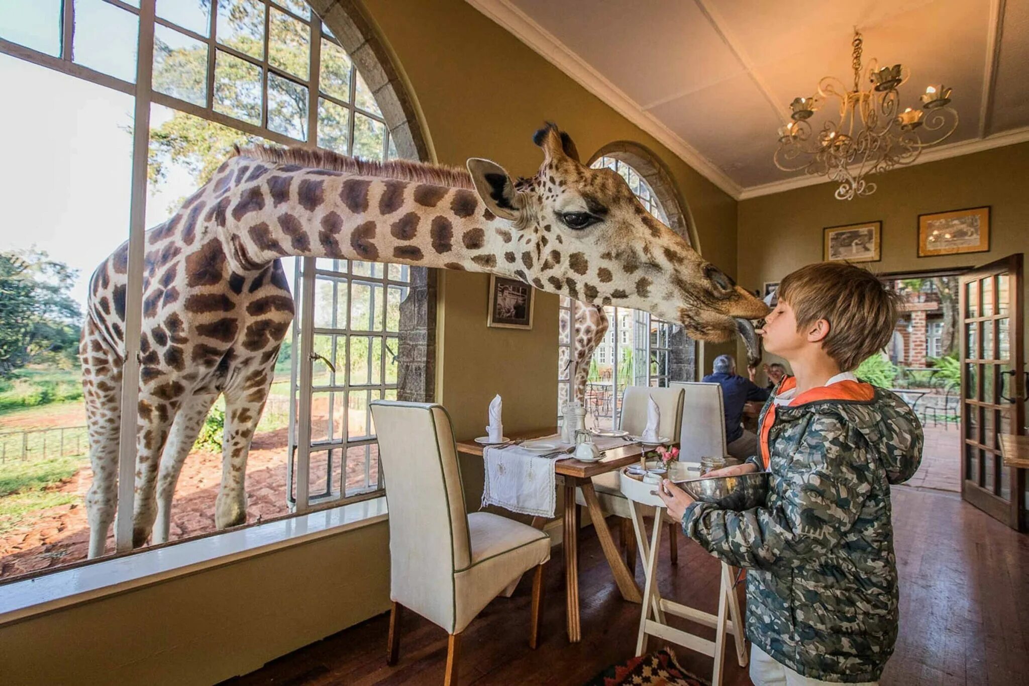 Hotel animal. Отель Жираф Манор в Кении. Отель в Кении Giraffe Manor с жирафами. Giraffe Manor Найроби, Кения. Завтрак с жирафами, Giraffe Manor, Найроби, Кения.