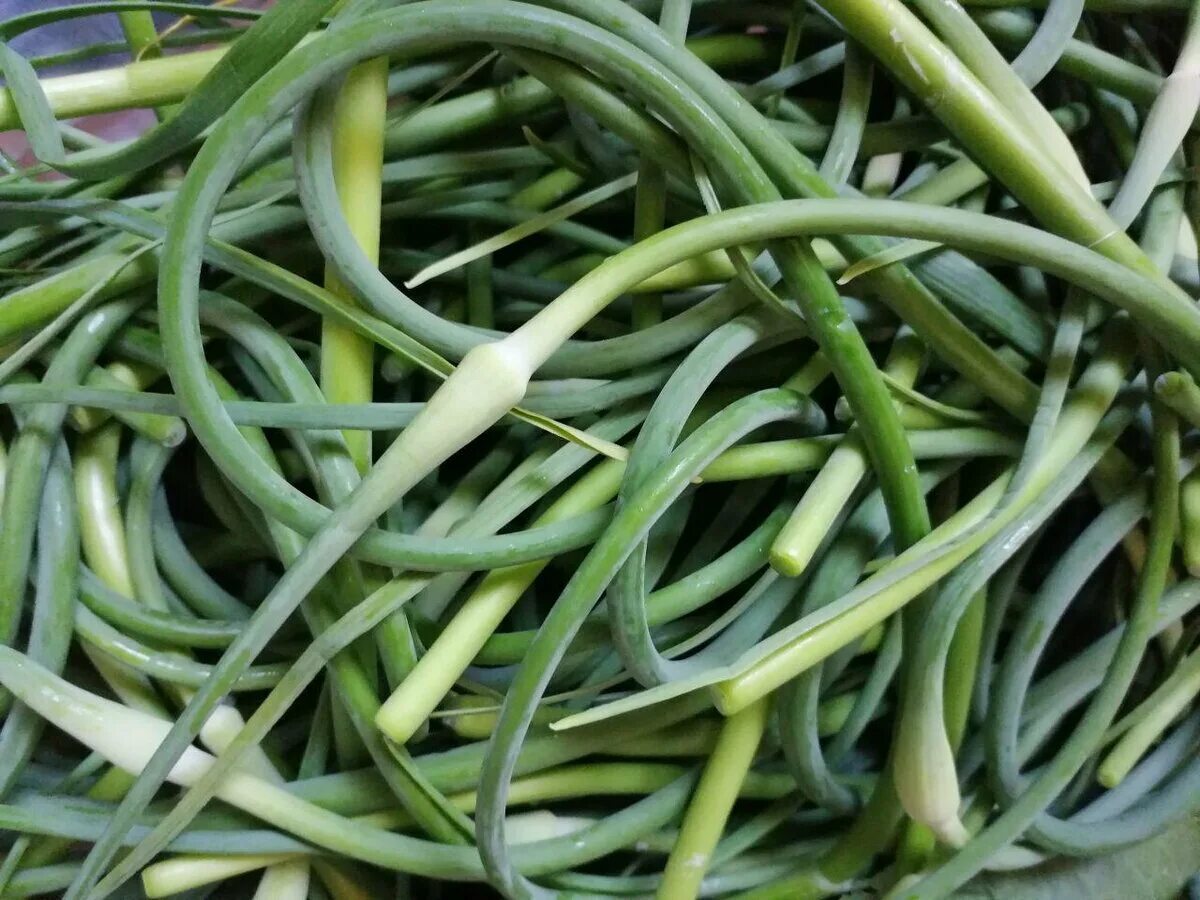 черемша это чесночные стрелки. стрелы от чеснока. чесночный отвар. стручки от чеснока. стрелки от чеснока.