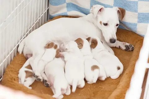 Щенки джек рассел рождаются