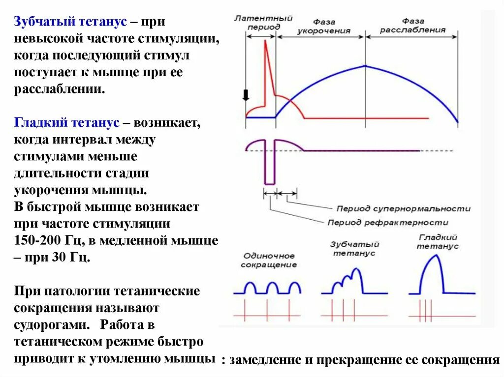 Снижение повышение частоты. График гладкого и зубчатого мышечного тетануса. Условия возникновения зубчатого тетануса. Каковы механизмы возникновения зубчатого и гладкого тетануса. 3 Тетанус гладкий и зубчатый.