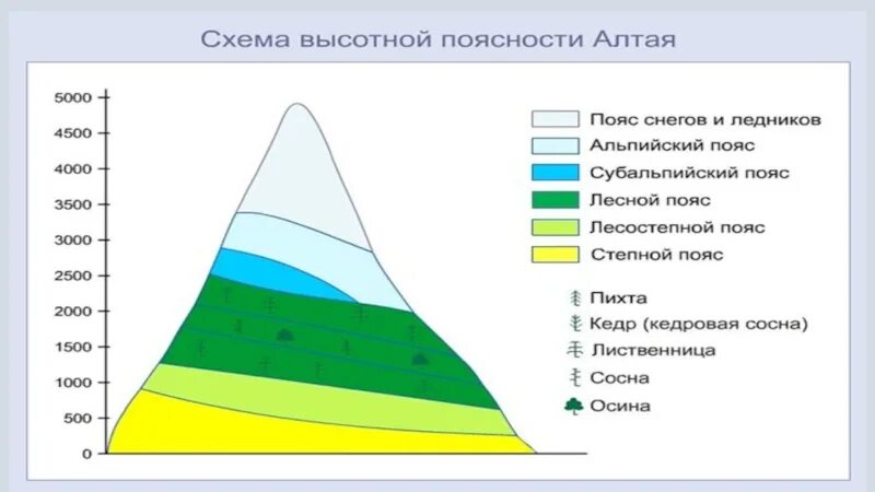 Природные зоны кавказа таблица. Природные зоны ВЫСОТНОЙ поясности. Высотная поясность Тянь Шаня. Высокогорный пояс Высотная поясность. Высотная поясность Тянь Шань.