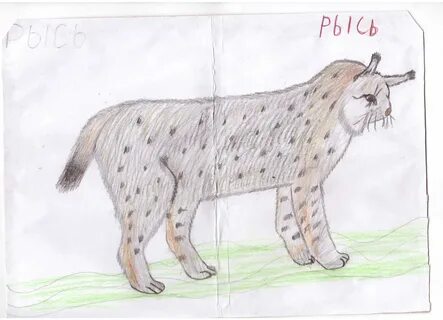 Нарисовать животное из красной книги 2 класс