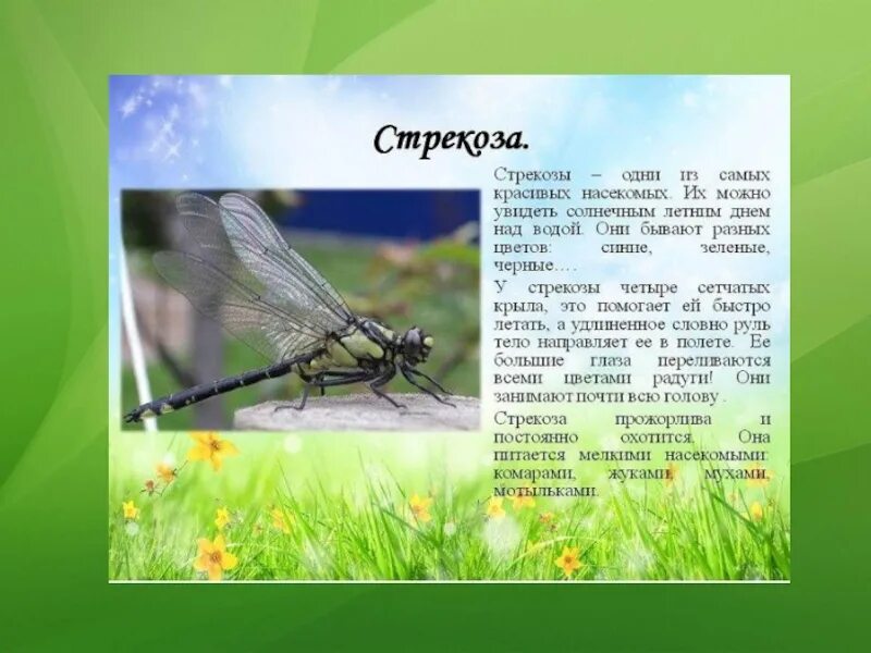 Каких 2 насекомых. День защиты насекомых. насекомых можно увидеть. каких насекомых можно увидеть осенью. каких насекомых можно увидеть летом.