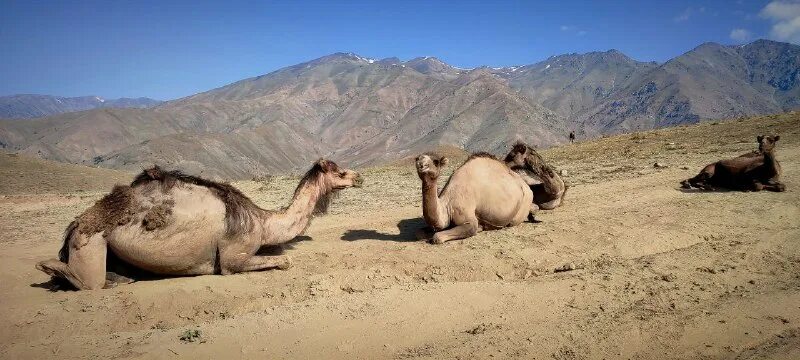 смешной верблюд. астрахань верблюды. верблюд калмыцкий бактриан. верблюды мангышлак. двугорбый верблюд астрахань.