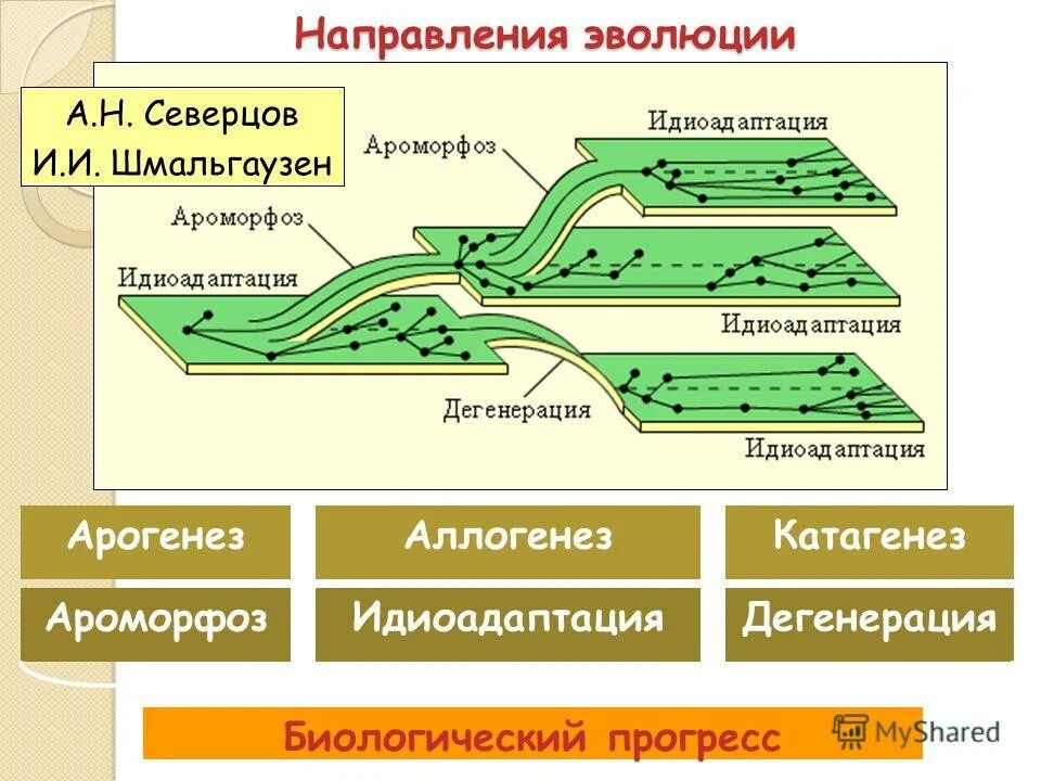 Определите направление эволюции. Направления эволюции ароморфоз идиоадаптация. биологический прогресс ароморфоз идиоадаптация дегенерация. основные направления эволюции ароморфоз идиоадаптация дегенерация. пути достижения биологического прогресса ароморфоз.