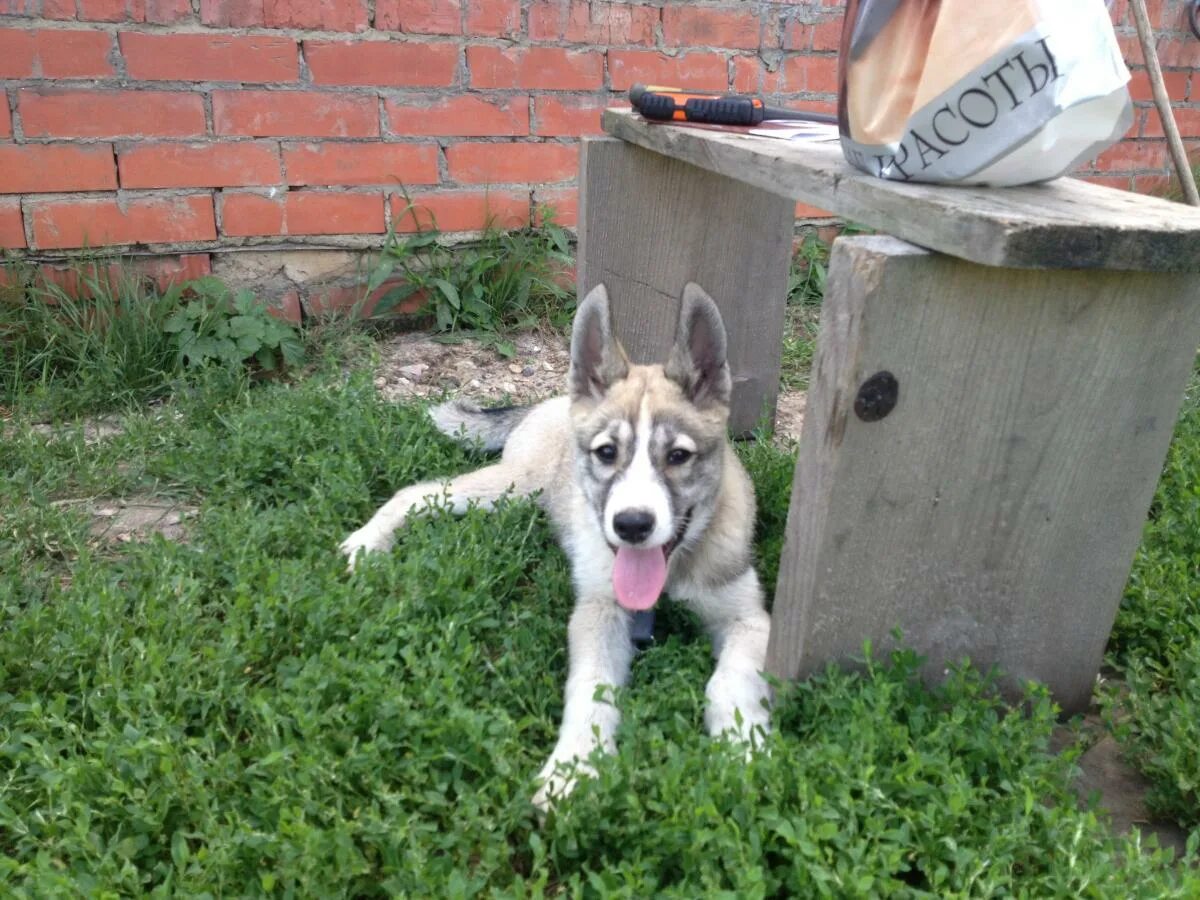 3 лайка. Западно Сибирская лайка 4 месяца. Западносибирская лайка 4 мнсяца. Щенок Западно сибирской лайки 4 месяца. Сибирская лайка щенок 4 месяца.