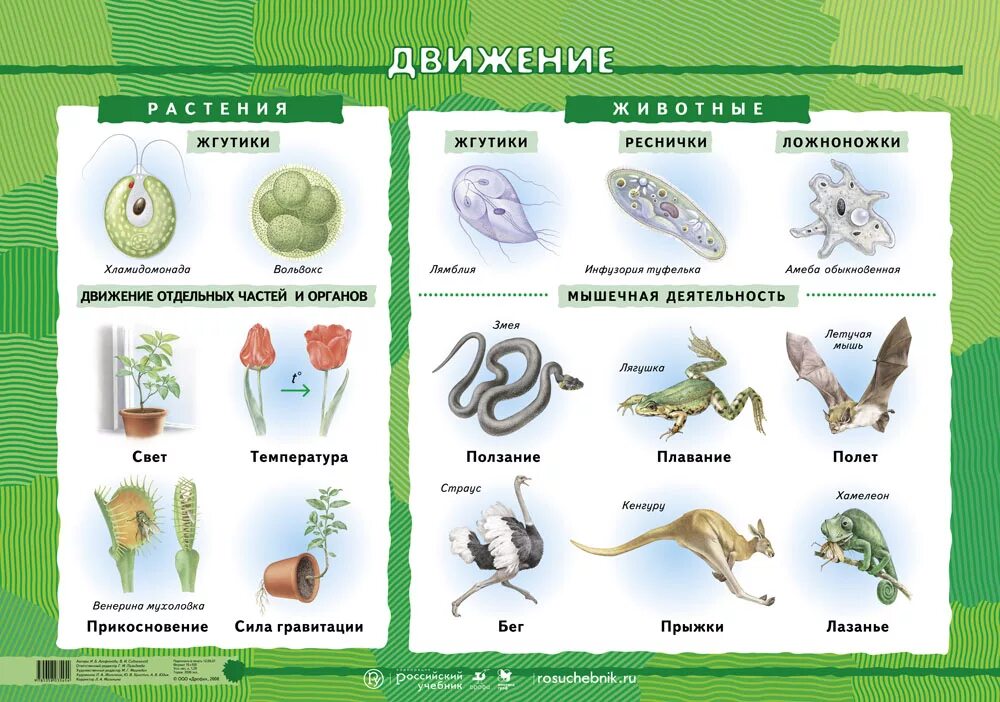 Типы движения у живых организмов 6 класс биология. Способы передвижения животных 5 класс биология. Движение живых организмов 5 класс биология. Движение животных биология 9 класс таблица. Передвижение многоклеточных