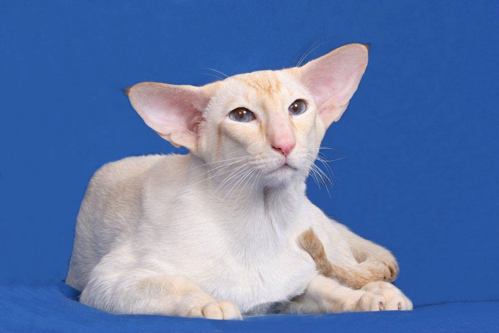 Окрас кошки породы ориентальная. Сиамская Ориентальная кошка. Тайский ориентальный кот. Ориентальная кошка табби Пойнт. Красный Сиам Ориентал.