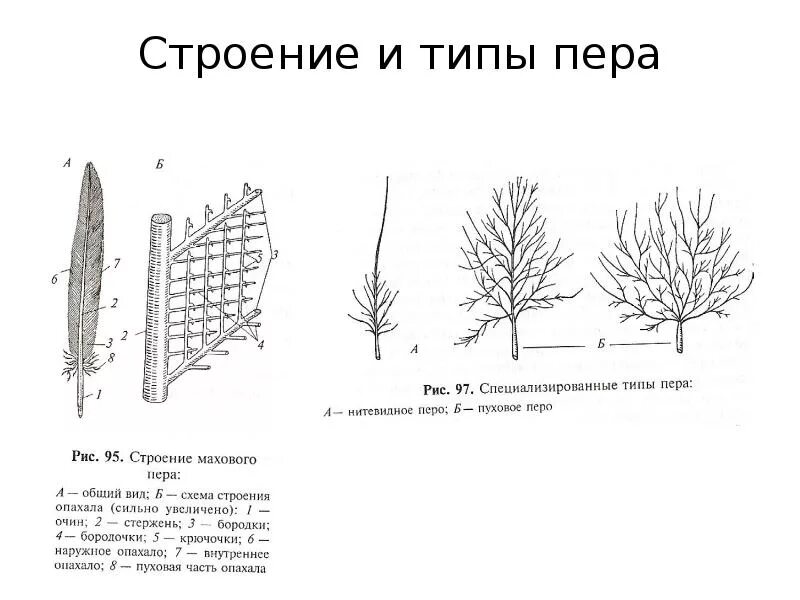 Сходства и различия контурного и пухового. Пуховое перо строение. Схема строения пухового пера. Пуховое перо схема строения. Схема строения контурного пера.