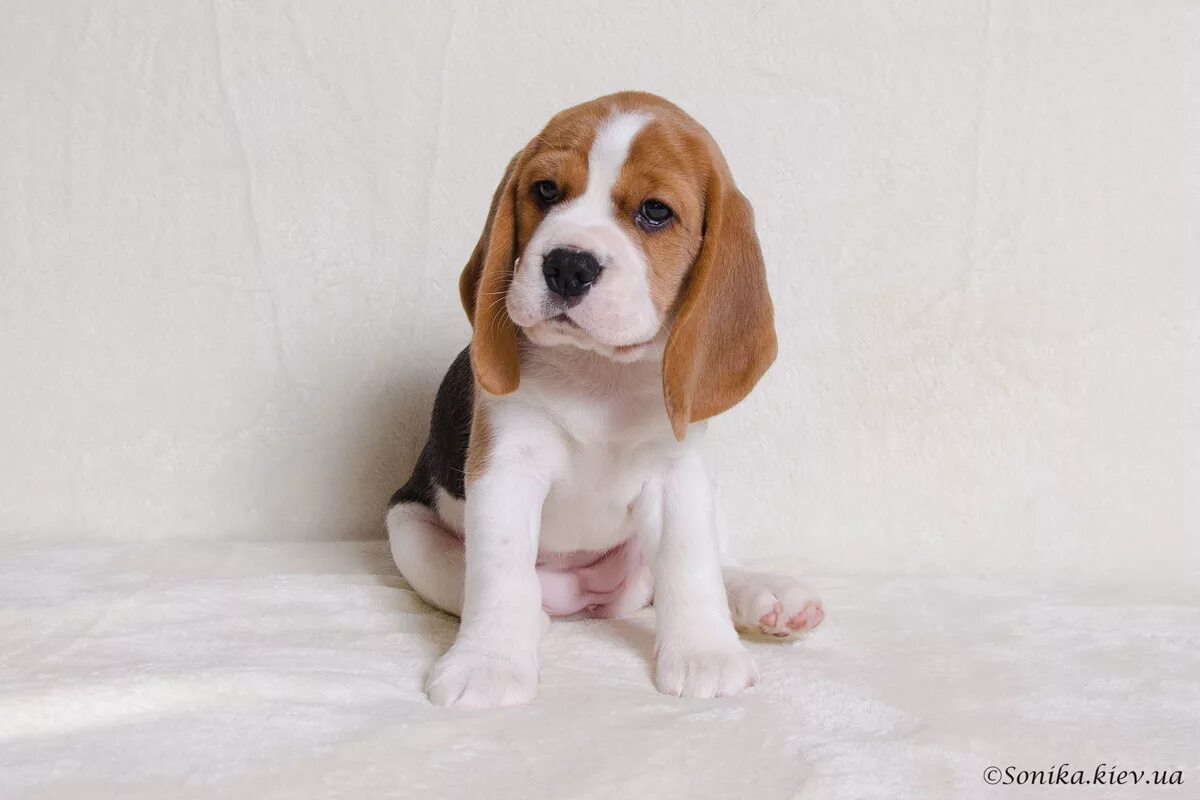 бигль щенок 7 месяцев. бигль карликовый. щенки бигля девочка. бигль порода бигль. бигль щенок.