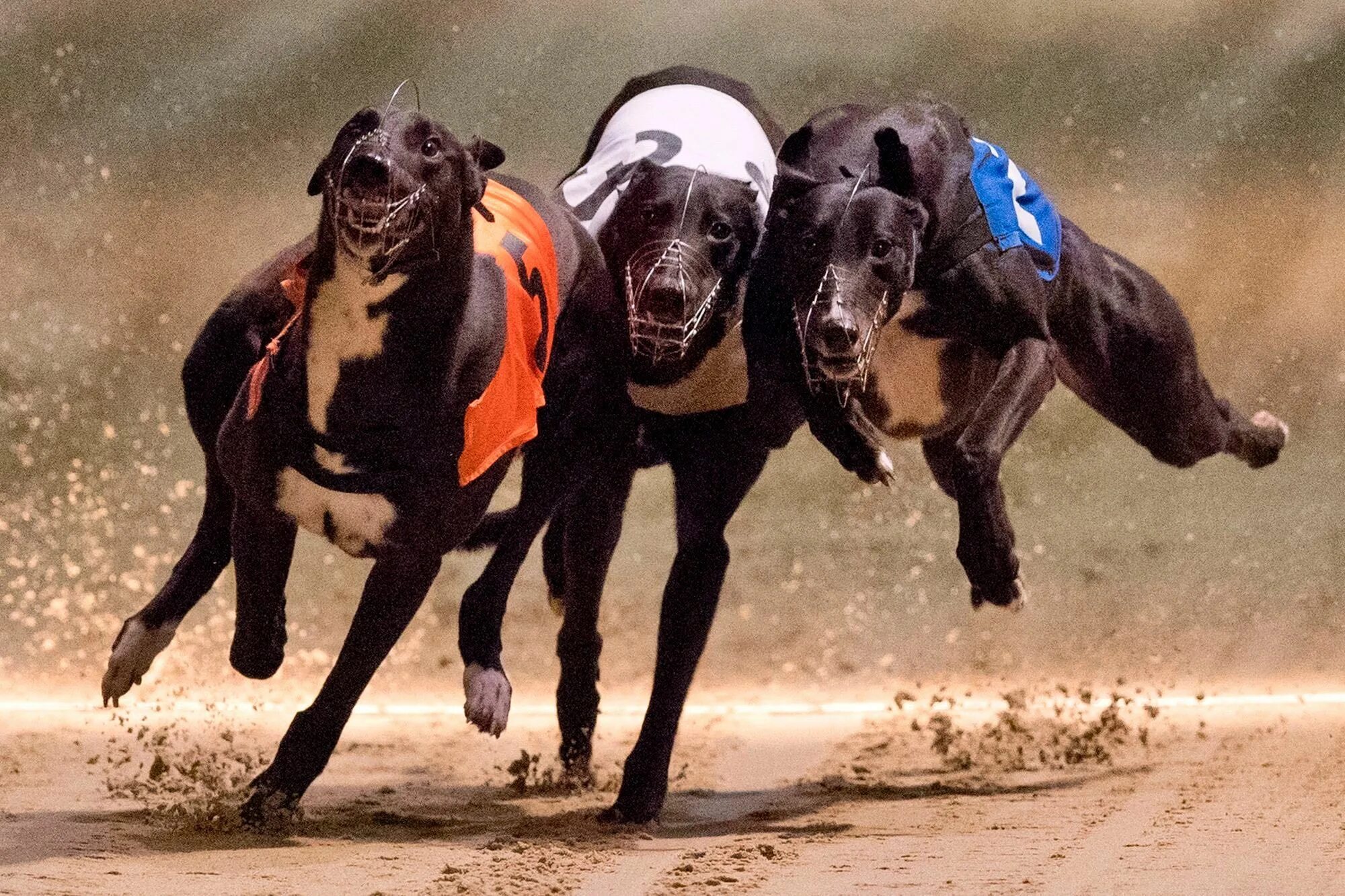 Скачка собак. Грейхаунд бега курсинг. Собачьи гонки. Джордж кливленд грейхаунд. Грейхаунд собачьи гонки.