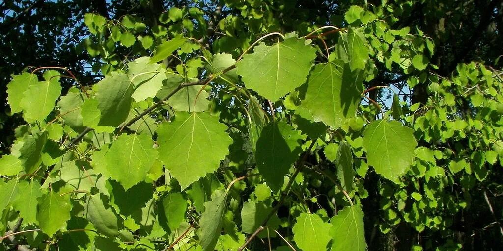 Как отличить тополь. Осина (Populus tremula). Осина обыкновенная (Populus tremula). Осина Сахалинская. Тополь дрожащий осина.