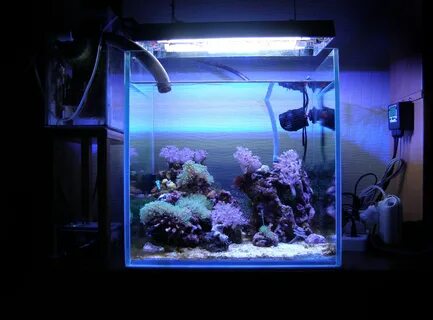 Работа морские аквариумы