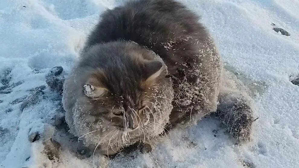 Замерзший кот твикс. Кот замерз. замерзший кот в сибири. кошка на льду. спасение замерзшего котенка.