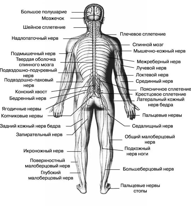 Где находится теме человека. Строение нервной системы человека схема. подробную общую схему строения нервной системы человека. строение человека нервные окончания. подробная обзая схема строения нервной система человека.