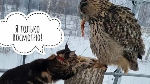 Воспоминания филина