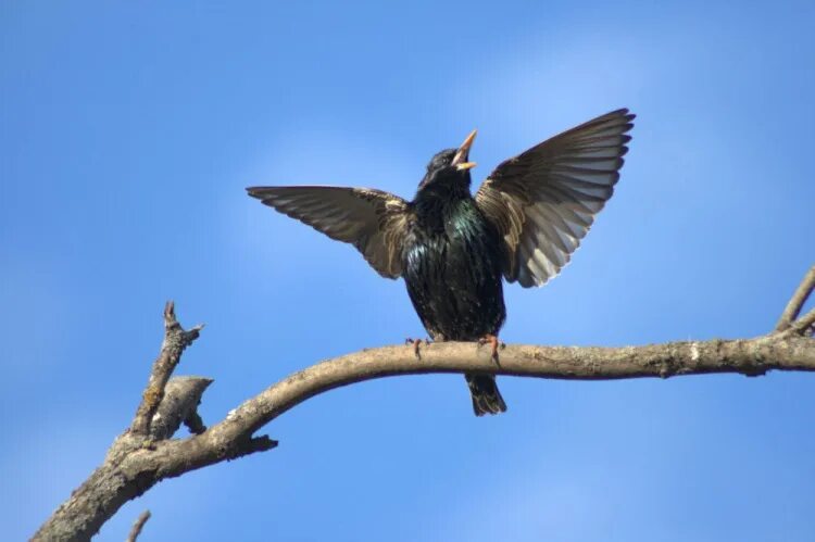 скворец летает. обыкновенный скворец черный дрозд. тристрамов длиннохвостый скворец. скворец пролетают. скворцы улетают.