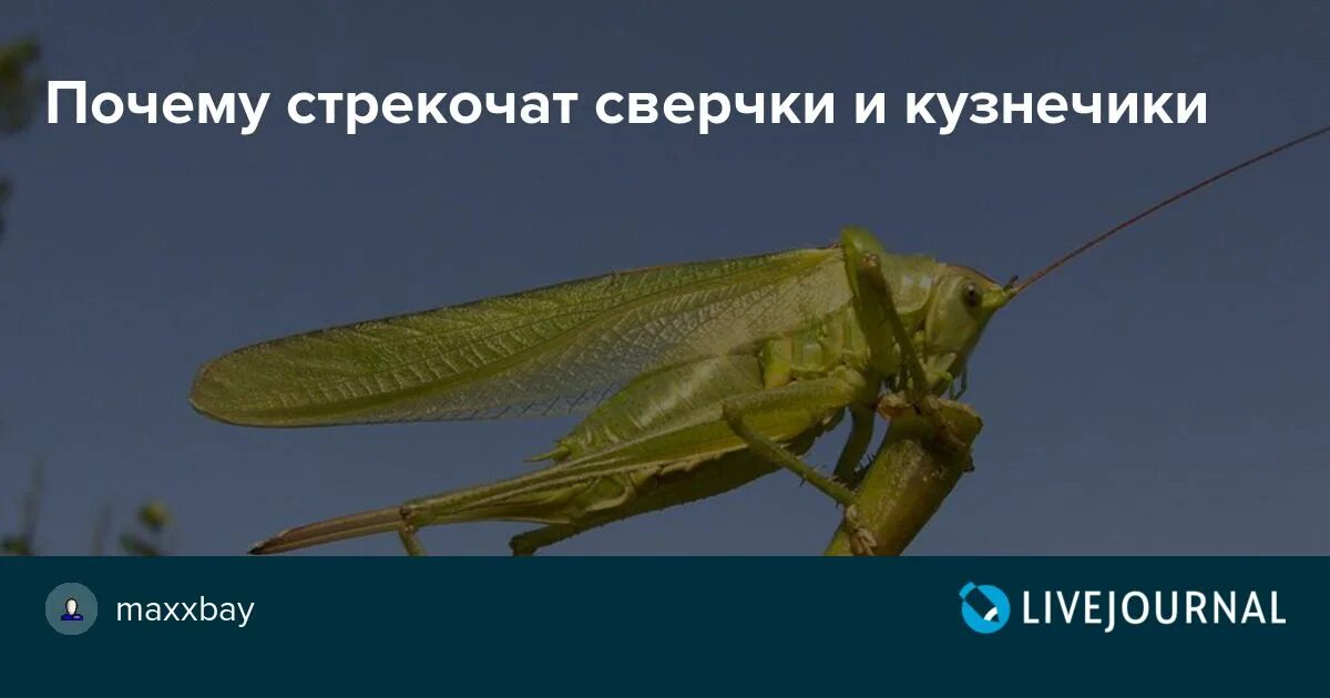 Сверчки и Кузнечики стрекочут. Звук сверчков. Стридуляционный аппарат кузнечика. Кузнечики стрекочут или стрекочат.