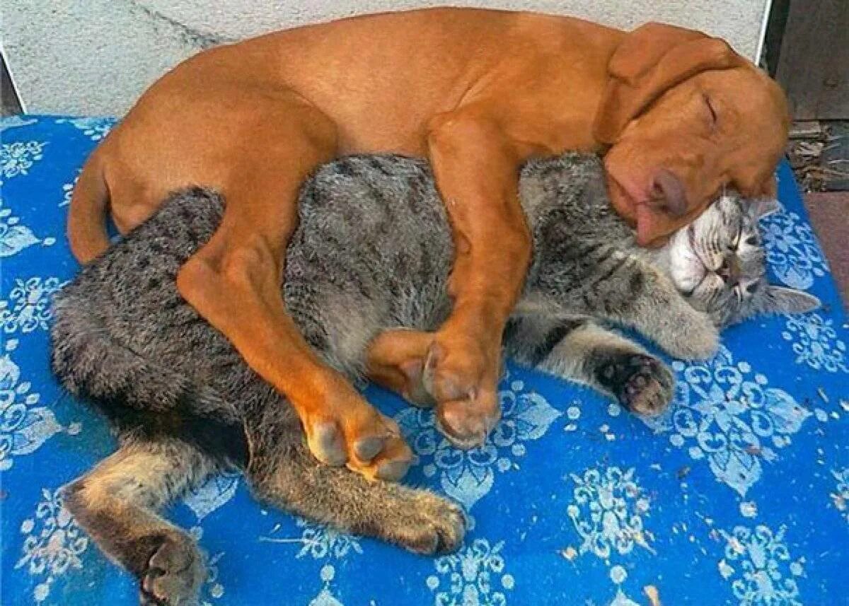 Кошки и собаки. Животные спят. Кот и собака дружат. Кошки и собаки приколы.