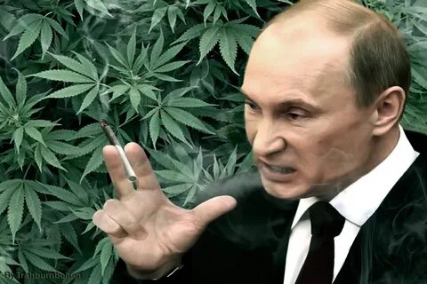 Путин курит коноплю быстро вывести марихуану