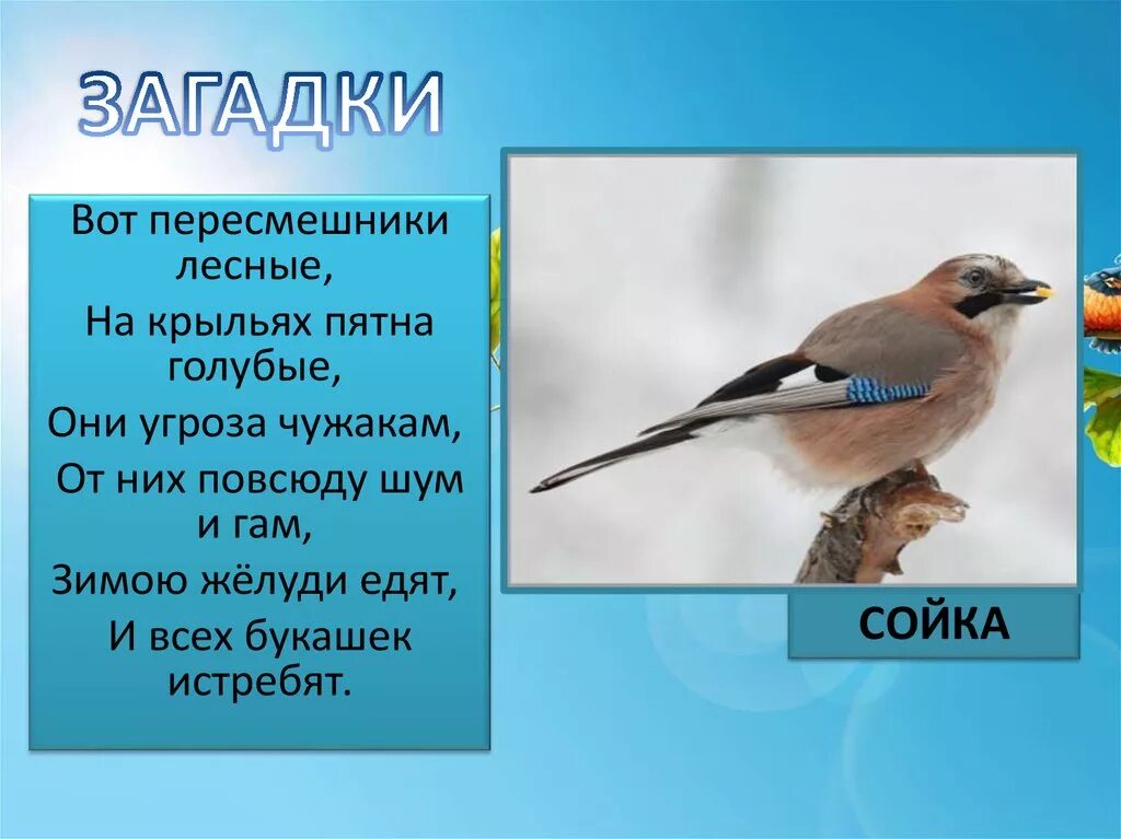 Загадка про сойку. Загадка про сойку для детей. Стишок про сойку. Стихотворение про сойку