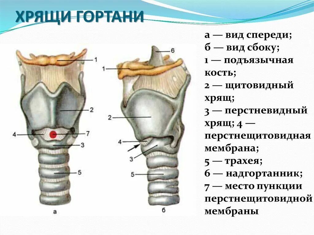 3 хряща гортани. Перелом щитовидного хряща гортани. Клиновидный хрящ гортани. Строение гортани. Повреждение щитовидного хряща.