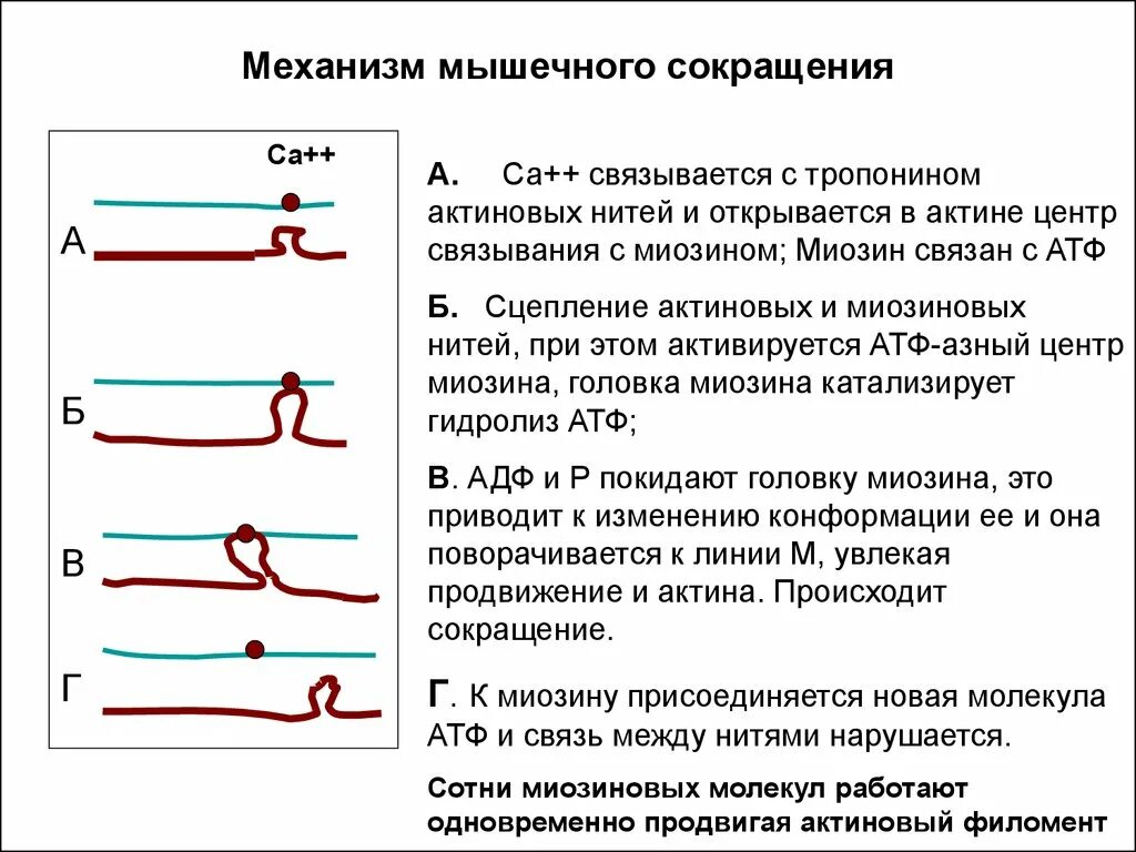 Биохимия мышечная. Биохимические механизмы мышечного сокращения и расслабления. Механизм мышечного расслабления биохимия. Механизм мышечного сокращения этапы. Механизм мышечного сокращения биохимия.