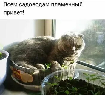 i?id=945513922c8a8451a308d152e3d9ffcff65b4549-9053088-images-thumbs&n=13