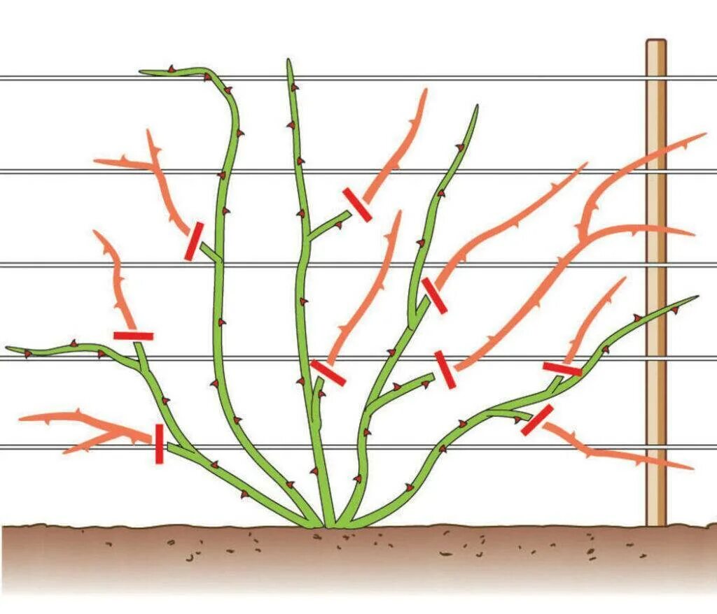 Обрезают ли плетистую розу весной. Формирование плетистой розы. Плетистые розы обрезка весной. Осенняя обрезка плетистых роз осенью. Правильная обрезка плетистой розы.