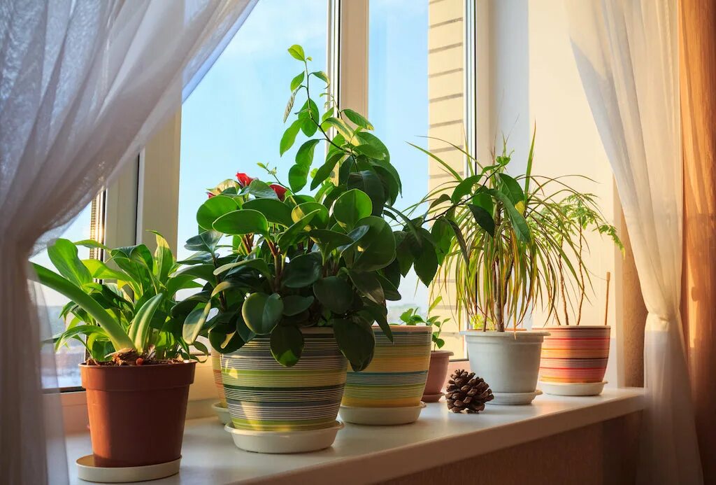 Indoor plants. Антуриум хлорофитум. Хлорофитум лимон. Цветы на подоконнике. Комнатные цветы на подоконнике.