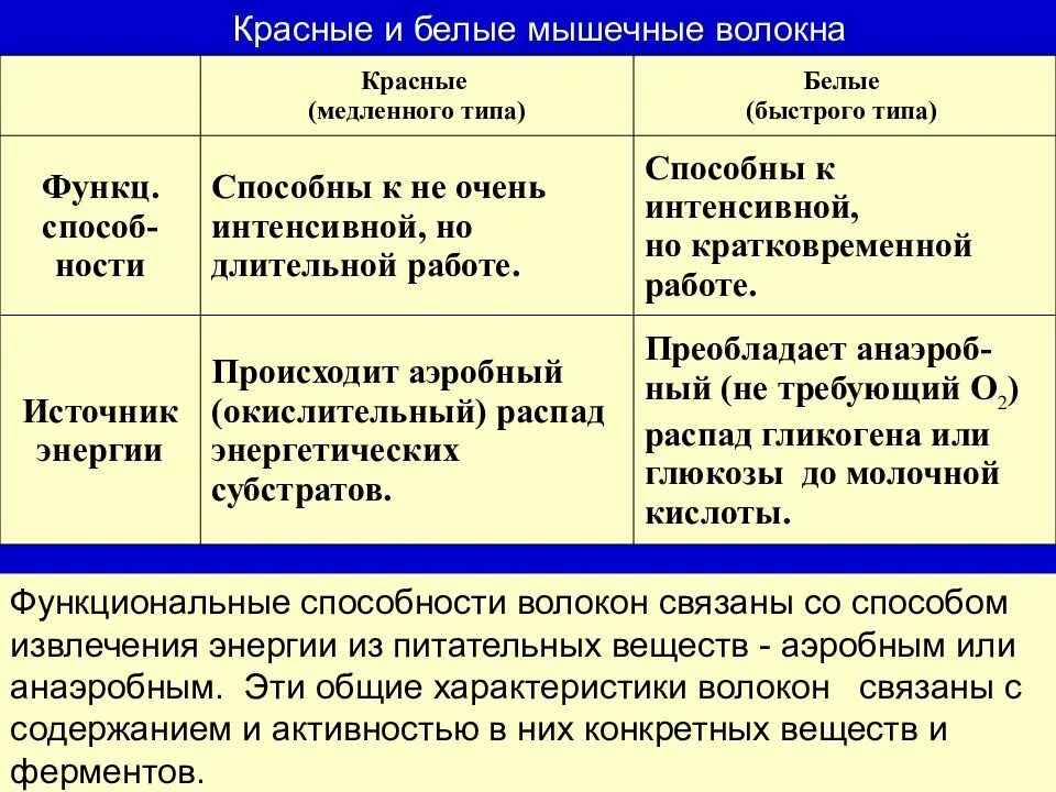 Красные и белые волокна мышц. Красные итьедые мышечные волокна. Типы мышечных волокон красные и белые. Красные мышечные волокна и белые мышечные волокна.