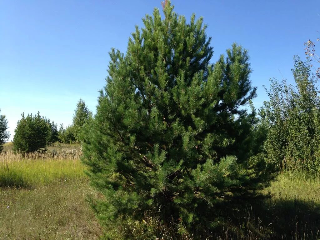 Сосна обыкновенная Pinus Sylvestris. Сосна обыкновенная Pinus Sylvestris l. Сосна обыкновенная Сибирская (Pinus Sylvestris). Сосна обыкновенная габитус. Обычная хвойная