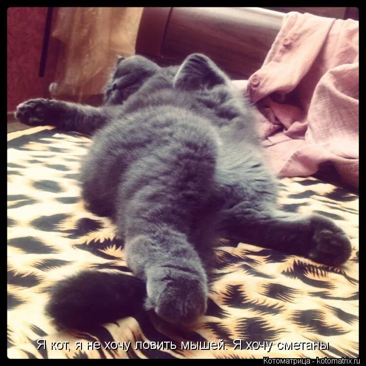 рыба прикол. кот рыбак. кот рыбачит. хочу ловить. демотиваторы про рыбалку.