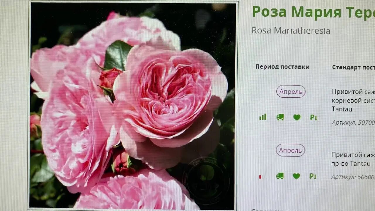 Розы Усыниных каталог роз. Питомник Фокина розы. Алтайские розы каталог на весну 2023. Розы Алтая.