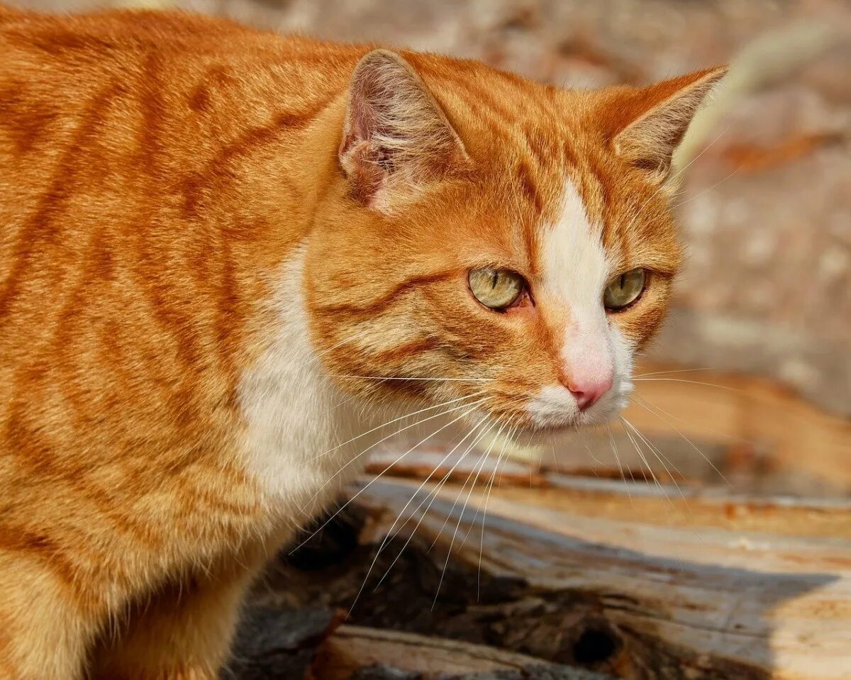 Рыжий кот в полоску. Tabby cat рыжий. макрелевый табби рыжий. европейская короткошерстная табби рыжий. тигровый макрелевый табби рыжий.