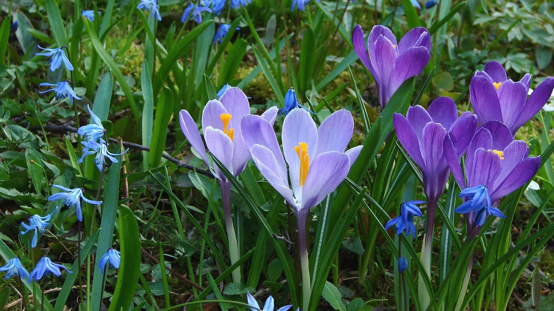 Цветы цветущие ранней весной фото. Пролеска Крокус Галантус. Первоцветы (подснежники, крокусы, гиацинты).. Первоцветы крокусы. Первоцветы пролеска.