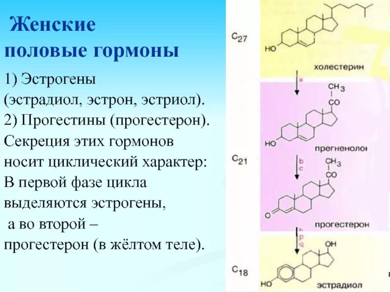 Женские половые гормоны. Женские половые гормоны эстрогены. Выработка женских половых гормонов. Характеристика женских половых гормонов.