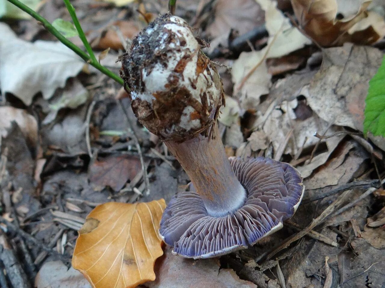 Съедобен ли паутинник. Паутинник cortinarius glaucopus. паутинник сизоножковый. паутинник синеножковвй. паутинник королевский.