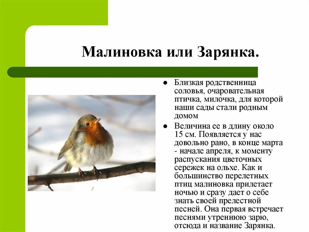 Преудивительная у нас водится птичка основная мысль. Птичка Зарянка описание. Птица Малиновка описание. Малиновка птица для детей сообщение. Зарянка Перелетная птица.