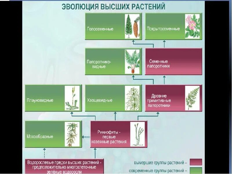 Эволюция. Растения. Этапы эволюции высших растений. Эволюция цветковых растений. Последовательность появления растений. Установите последовательность появления растений в процессе эволюции