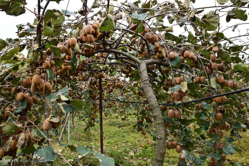 Покажи видео как выращивают. Киви Хейворд деревом. Плантации киви в Иране. Киви куст. Родина киви фрукта.