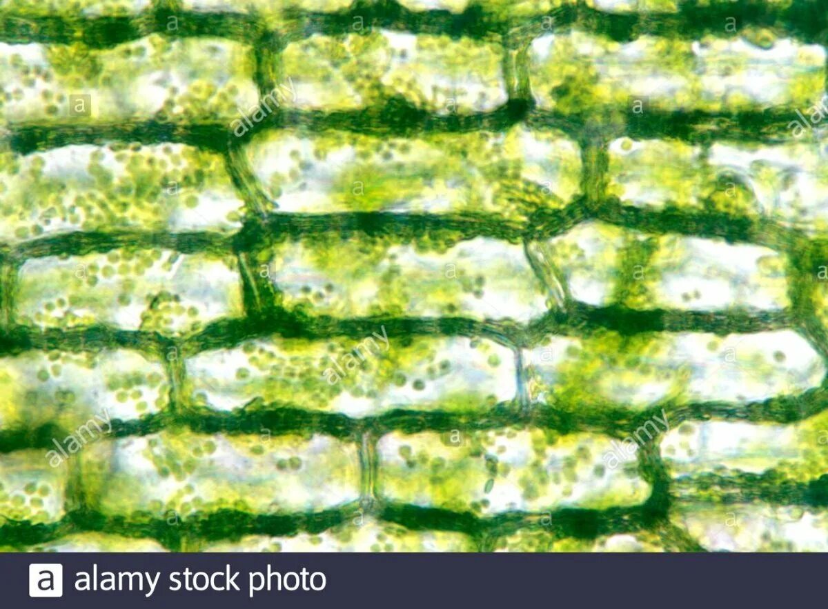 Клетки алоэ. Клетки элодеи в микроскопе. Клетка элодеи под микроско. Элодея канадская под микроскопом. Клетка элодеи под микроскопом.