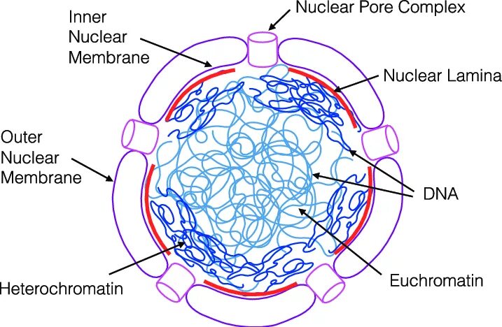 Ядро животной клетки. Таламус и нуклеус субталамикус. Fasciculus gracilis cuneatus. Cell nucleus function. Ядро клетки.