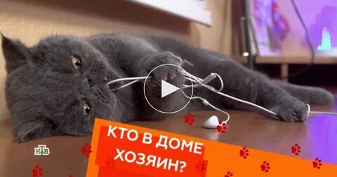 Лучше всех кто в доме хозяин