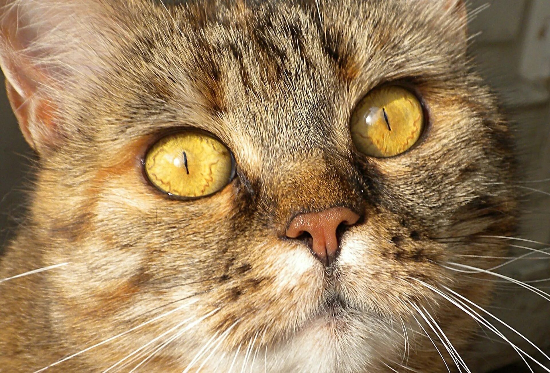 Кошка узким. Кошка с желтыми глазами. янтарные глаза у кошки. кот с янтарными глазами. оранжевые глаза у кошки.