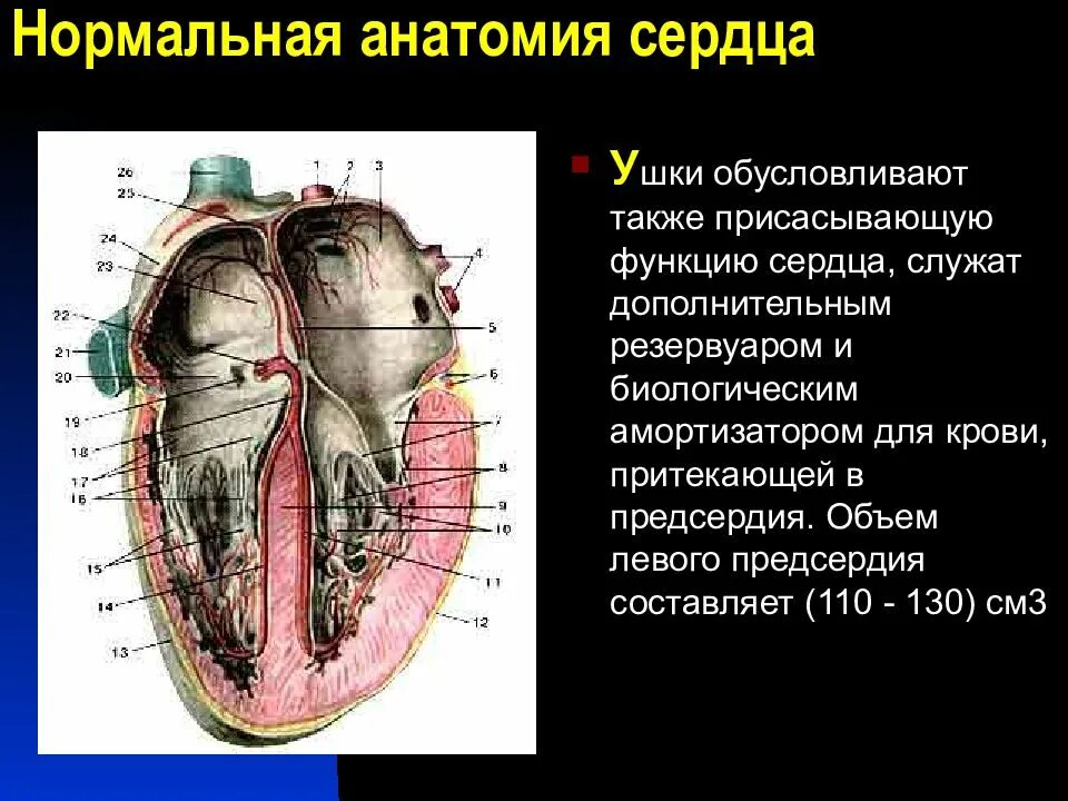 Строение левого предсердия. Строение ушка предсердия. Правое предсердие сердца функции. Строение правого предсердия анатомия. Сердце строение ушко левого предсердия.