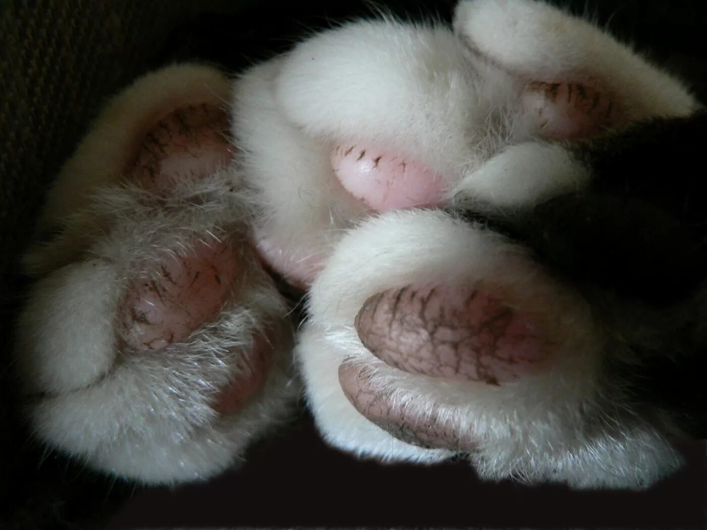 Хромая лапка. Подушечки лап. Лапка котенка подушечки. Ранки на подушечках лап у кота. Кошачьи подушечки на лапах.